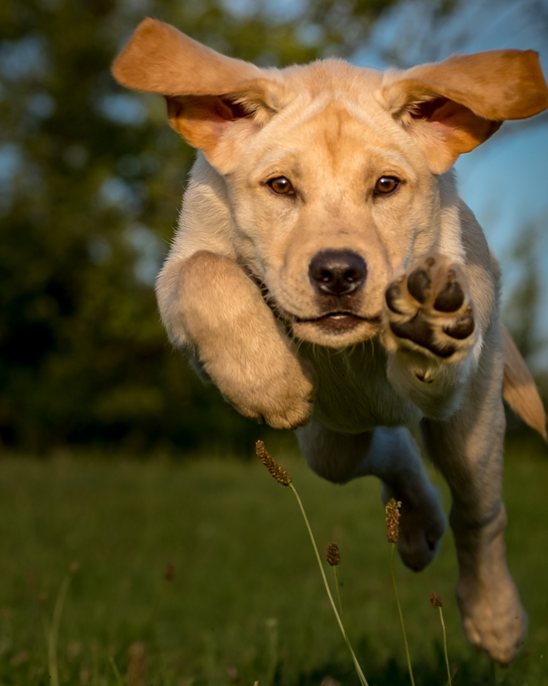 Waarom gewrichtssupplementen essentieel zijn voor jouw jonge of volwassen Retriever